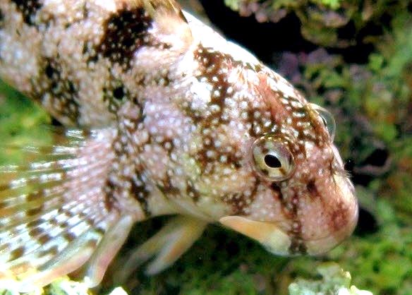 Coryphoblennius galerita_9987